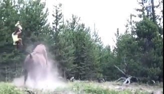 5. Video: Bison charges, tosses 9-year-old girl in Yellowstone Park